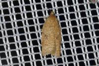 Acleris ferrugana/notana