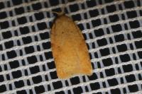 Acleris ferrugana/notana