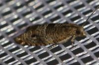 Rhopobota naevana