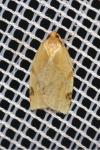 Paramesia gnomana