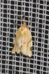 Paramesia gnomana