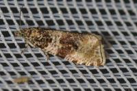 Orthotaenia undulana