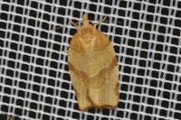 Pandemis cerasana