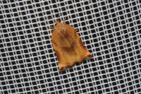 Archips podana