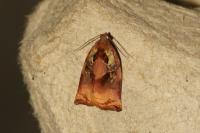Archips podana