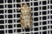 Epinotia tedella