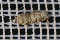 Epinotia tedella