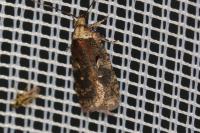 Agonopterix conterminella