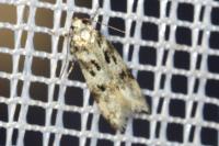 Chionodes electella