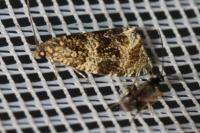 Celypha lacunana