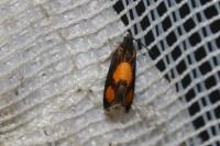 Pammene aurana