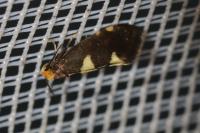 Incurvaria oehlmanniella