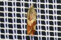 Epinotia cruciana