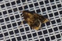 Spatalistis bifasciana