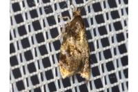 Spatalistis bifasciana
