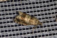 Ancylis achatana