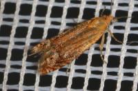 Lathronympha strigana