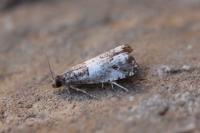 Notocelia