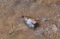 Notocelia