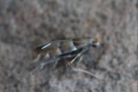 Phyllonorycter klemannella