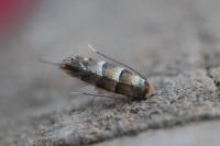 Phyllonorycter klemannella