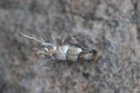 Phyllonorycter klemannella
