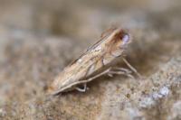Phyllonorycter quercifoliella