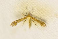 Oxyptilus