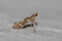 Calybites phasianipennella