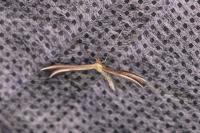 Merrifieldia
