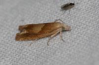 Eucosma