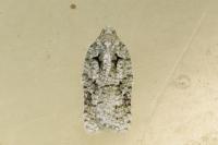 Acleris literana