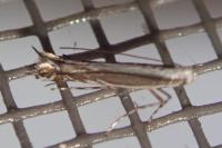 Micrurapteryx kollariella