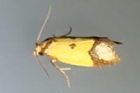 Agapeta zoegana