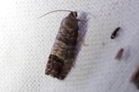 Cydia pomonella
