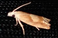 Eucosma conterminana