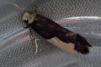 Monopis monachella