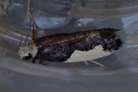 Monopis monachella