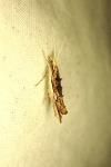 Ypsolopha scabrella