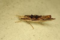 Ypsolopha scabrella
