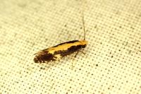 Monopis obviella