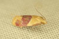 Diceratura ostrinana