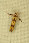 Stathmopoda pedella