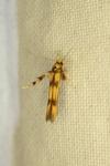 Stathmopoda pedella