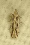Anarsia innoxiella