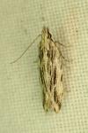 Anarsia innoxiella