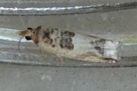 Crocidosema plebejana
