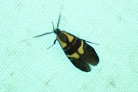 Dasycera oliviella