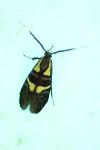 Dasycera oliviella