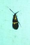 Dasycera oliviella